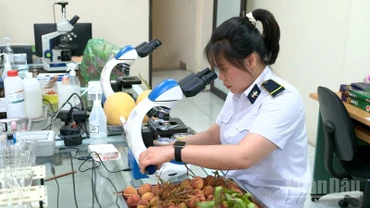 Cán bộ Kiểm dịch thực vật Tân Thanh đang lấy mẫu mặt hàng vải thiều. 