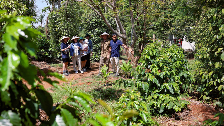 [Quiz] NDC trong cam kết khí hậu của Việt Nam là viết tắt của cụm từ gì? ảnh 1