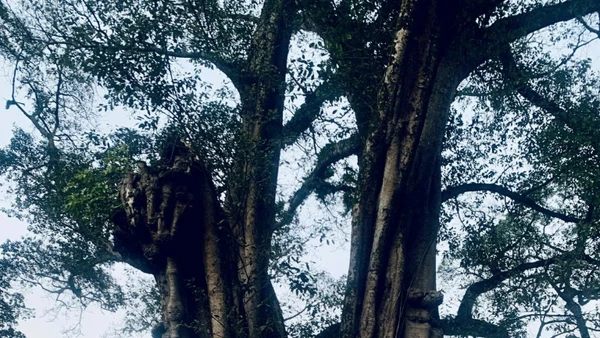 Cây đa là loài cây thân thuộc với văn hóa tinh thần của người Việt, chẳng kém cây lúa và cây tre.