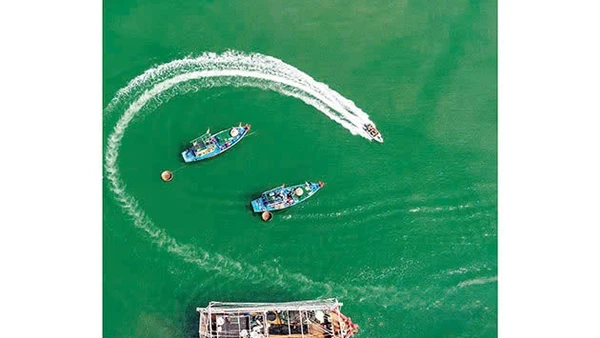 Thủy sản Việt Nam - Phát triển minh bạch, bền vững