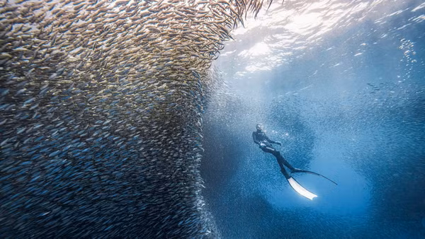 Ảnh: NGUYỄN NGỌC THIỆN