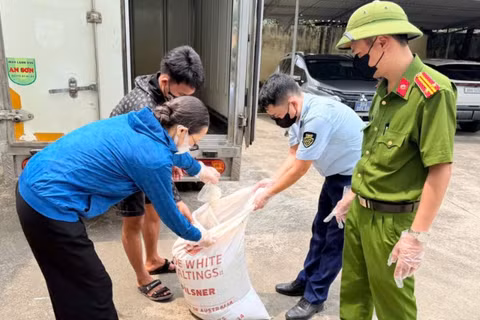 Số lòng lợn phát hiện đang phân hủy, bốc mùi hôi thối. (Ảnh: Chi cục Quản lý thị trường tỉnh Hưng Yên cung cấp)
