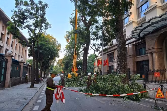 Công ty Công viên cây xanh Hà Nội tổ chức chằng chống cây mới trồng, cắt tỉa hạ thấp tán cây.