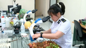 Cán bộ Kiểm dịch thực vật Tân Thanh đang lấy mẫu mặt hàng vải thiều. 