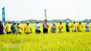 Nông dân tham quan mô hình canh tác lúa theo Đề án 1 triệu ha lúa chất lượng cao ở Hợp tác xã dịch vụ nông nghiệp Thanh Xuân.