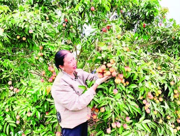 Vải trứng xã Đoàn Đào, tỉnh Hưng Yên sản xuất theo quy trình VietGAP