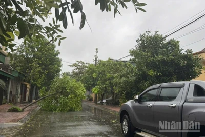 Bão số 5 đổ bộ vào Hà Tĩnh khiến nhiều cây xanh dọc các tuyến đường bị bật gốc, gãy cành, đổ nghiêng. Ảnh chụp tại phường Thiên Cầm và Thành Sen, Hà Tĩnh. (Ảnh: NGÔ TUẤN)