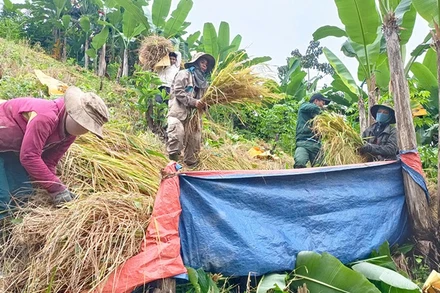 Trong ngày 6/11, các lực lượng xã Nam Giang đã tiến hành giúp người dân thu hoạch gần 2ha lúa và vận chuyển đến các hộ gia đình.