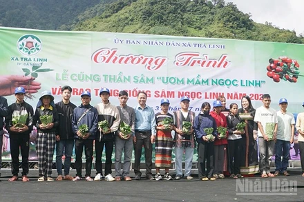 Chính quyền xã Trà Linh trao tặng sâm giống cho hộ nghèo.