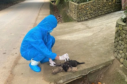 Lực lượng chức năng tiêu hủy con chó bị bệnh dại theo quy định phòng chống dịch.