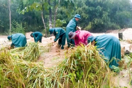 Các lực lượng vũ trang đóng chân trên địa bàn xã La Dêê giúp người dân thu hoạch lúa chín sớm.