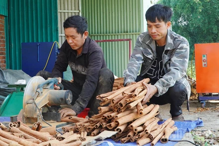 Quế Trà My tạo nguồn thu nhập chính của đồng bào dân tộc thiểu số ở các huyện miền núi phía tây tỉnh Quảng Nam.