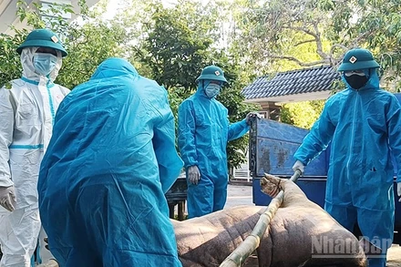 Lực lượng chức năng tổ chức tiêu huỷ lợn bị bệnh dịch tả lợn châu Phi.