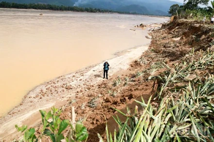 Người dân trồng dứa ở dọc sông Vu Gia bị thiệt hại nặng sau đợt mưa lũ lớn của cơn bão số 12.