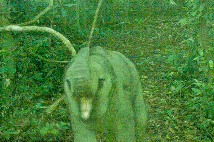 Hình ảnh ghi nhận cá thể voi con vài tháng tuổi qua công tác bẫy ảnh.