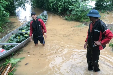Người dân huyện Đại Lộc khẩn trương thu hoạch dưa hấu để hạn chế thấp nhất thiệt hại do mưa lũ gây ra.