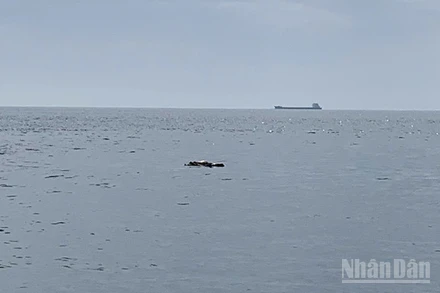 Thi thể ngư dân mất tích được tìm thấy tại vị trí cách mũi An Hoà, xã Tam Hải, thành phố Đà Nẵng 1 hải lý.