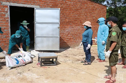 Các lực lượng ở xã Sơn Cẩm Hà giúp dân tiêu hủy lợn bị bệnh dịch tả lợn châu Phi.