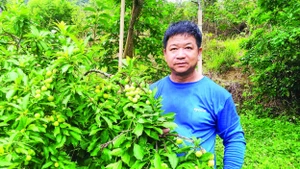 Người dân ở thôn Sơn Hồng, Gia Cát, Cao Lộc (Lạng Sơn) thu hái mận cơm chín sớm.