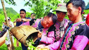 1- Sản phẩm mận hậu Mộc Châu được du khách trong nước, cùng bạn bè quốc tế biết đến nhiều hơn.
