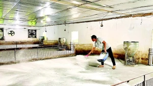 Ông Phạm Văn Thạch, Tổ dân phố 2, xã Rạng Đông xử lý chuồng trại, hy vọng sớm được tái đàn sau dịch.