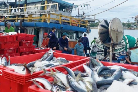 Cá về bến ở Quảng Bình.