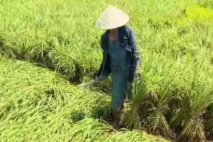 Nông dân huyện Lệ Thủy buộc lúa thành từng khóm để dựng lại.