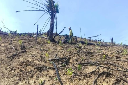 Một số diện tích rừng ở xã Hồng Hóa bị phá trái phép để lấn chiếm đất trồng rừng.