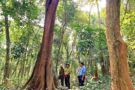 Nguồn kinh phí từ bán tín chỉ các-bon giúp cho tỉnh Quảng Bình nâng cao công tác quản lý, bảo vệ rừng.