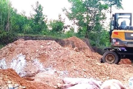 Tiêu hủy lợn ốm, chết do dịch bệnh ở huyện Minh Hóa (Quảng Bình).