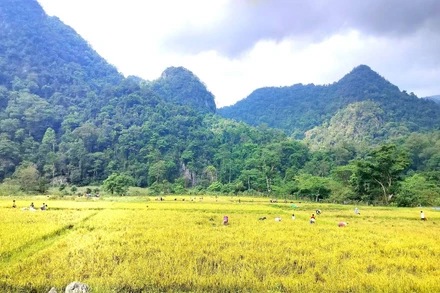 Cánh đồng lúa nước Rục Làn giữa đại ngàn Trường Sơn.