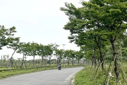 Cây xanh trồng trên đường phố Đồng Hới. (Ảnh minh họa)