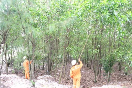 Công nhân quản lý điện khu vực ở Quảng Bình chặt tỉa cành đề phòng cây đổ, va chạm vào dây điện gây tai nạn.