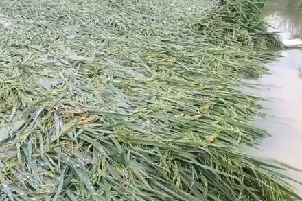 Lúa đông xuân ở Quảng Bình chuẩn bị chín thì bị mưa dông, lốc xoáy quật ngã, đổ, ngập nước.