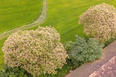 Từ tháng 3 đến tháng 4 hằng năm, hoa bún ở Lệ Thủy nở vàng, cây như chiếc ô hoa khổng lồ che một góc trời