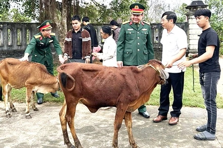 Ủy ban Mặt trận Tổ quốc Việt Nam huyện và Ban Chỉ huy Quân sự huyện Bố Trạch (Quảng Bình) tặng bò giống cho gia đình chiến sĩ mới có hoàn cảnh khó (Ảnh: LM)