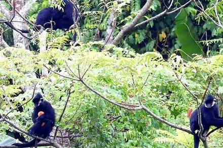 Các cá thể voọc gáy trắng sống trên núi đá vôi huyện Tuyên Hóa (Quảng Bình).