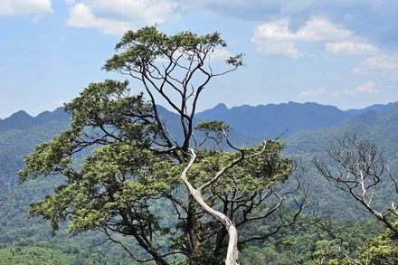 Bách xanh đá là loài có nguy cơ tuyệt chủng trên toàn cầu được phát hiện tại Vườn quốc gia Phong Nha-Kẻ Bàng. Sắp tới sẽ có tuyến du lịch khám phá quần thể Bách xanh đá ở đây. 