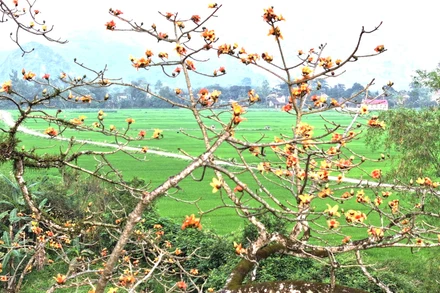 Cây gạo cỏ ở thôn 3 Thiết Sơn, xã Thạch Hóa, huyện Tuyên Hóa, tỉnh Quảng Bình tạo nên khung cảnh yên bình, đẹp mắt giữa cánh đồng quê xanh bát ngát.