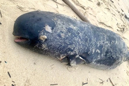 Con cá voi chết dạt vào bờ biển Bảo Ninh (Quảng Bình) sáng nay.