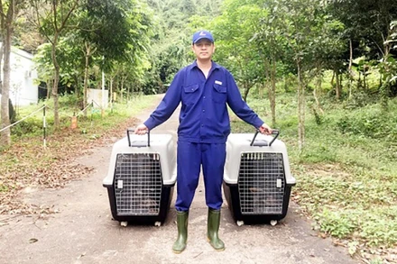 Vườn quốc gia Phong Nha-Kẻ Bàng tiếp nhận các cá thể động vật hoang dã, quý hiếm để tiếp tục cứu hộ, phục vụ việc tái thả về môi trường tự nhiên.