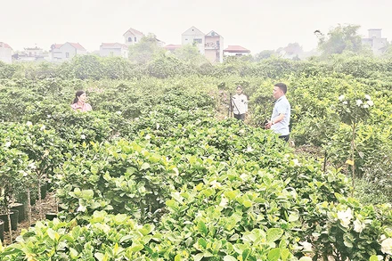 Người dân xã Đức Bác (huyện Sông Lô) chăm sóc cây cảnh.