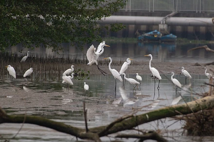 Đàn cò tập trung số lượng lớn tại khu Đảo Xanh. (Ảnh TÀI MINH)