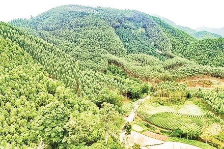 Từ năm 2022 trở về trước, tỉnh Thái Nguyên đã trồng hơn 550 ha rừng thay thế.