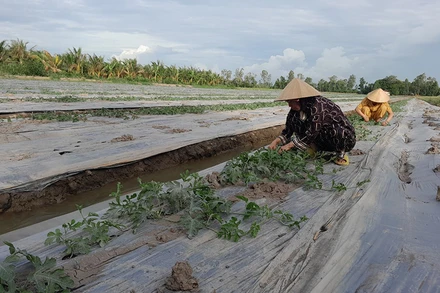 Mô hình trồng dưa Kim Hồng Ngọc trên đất lúa.