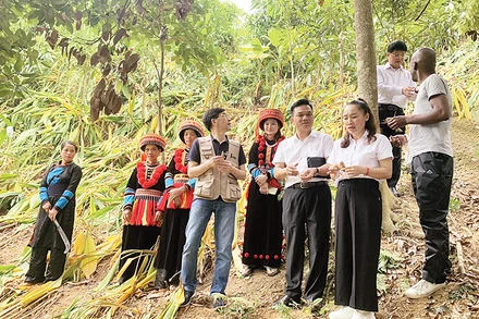 Các chuyên gia của dự án kiểm tra việc thực hiện chuỗi giá trị cây nghệ tại xã Nông Thượng, thành phố Bắc Kạn. (Ảnh VĂN LINH)