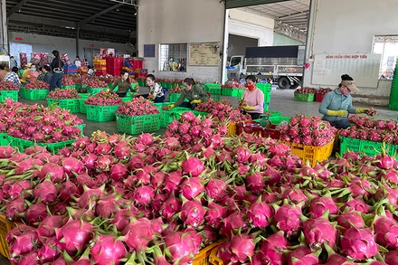 Thanh long giảm phát thải bán được giá cao, xuất khẩu qua nhiều thị trường khó tính.
