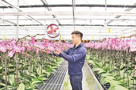 Ứng dụng công nghệ cao trong sản xuất hoa lan ở huyện Văn Giang, tỉnh Hưng Yên.