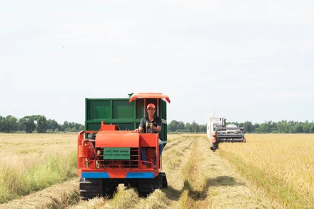 Thu hoạch lúa trên cánh đồng liên kết của Công ty cổ phần tập đoàn Lộc Trời (An Giang). (Ảnh MINH ANH)