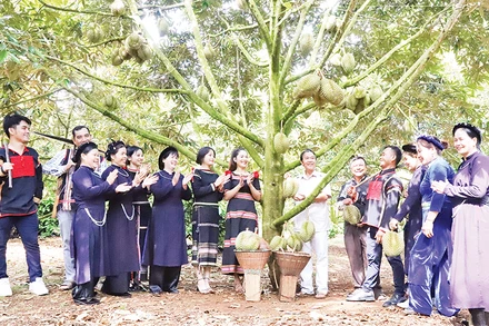 Đồng bào các dân tộc ở huyện Krông Pắc phấn khởi bước vào vụ thu hoạch sầu riêng năm 2024.